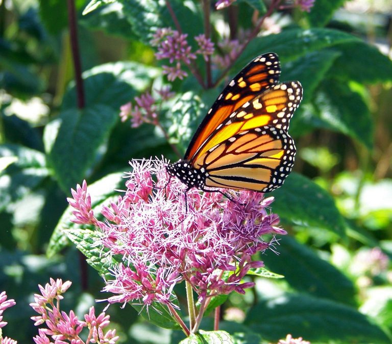 Monarch on milkweed.jpg 2