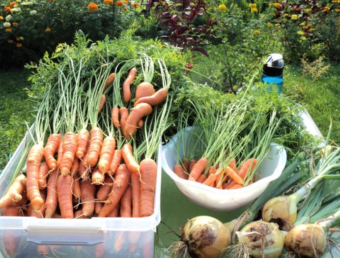 Kitchen garden carrots