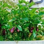 Eggplant bush