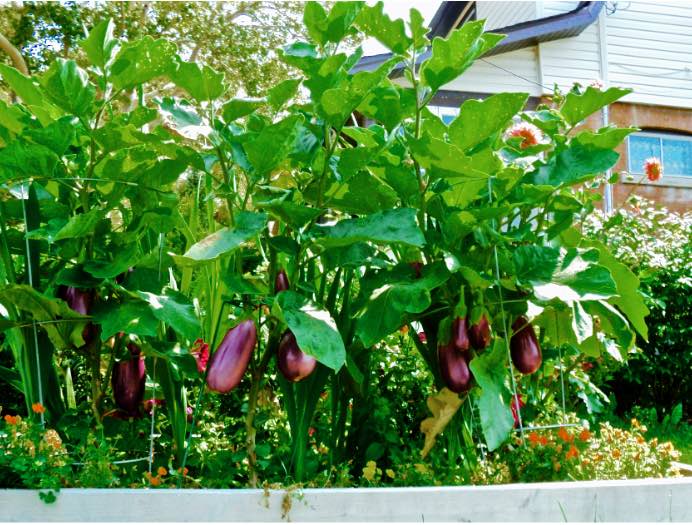 Eggplant bush