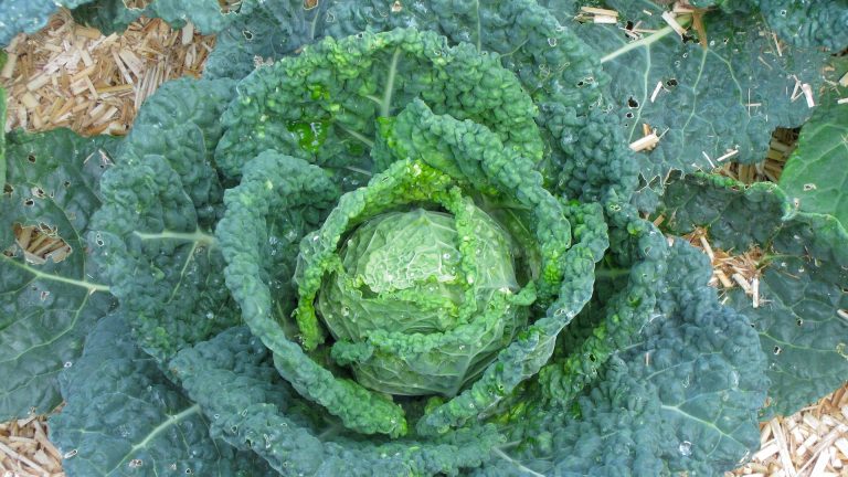 Large Cabbage